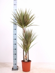 Dracaena Bicolor 21Ø 125cm