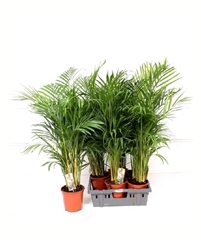 Dypsis Lutescens 19Ø 90cm