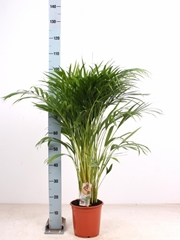 Dypsis Lutescens 21Ø 80cm
