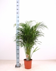 Dypsis Lutescens 21Ø 90cm