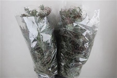Acacia Baileyana Per Bunch 65cm 200gr.