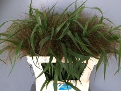 Panicum Firework 70cm