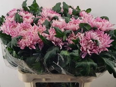 Chrysanth Single Allouise 80cm 100gr.
