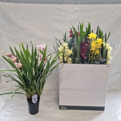 Cymbidium Mixed 14Ø 80cm 2st