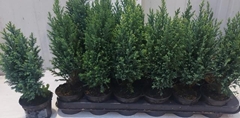 Chamaecyparis Ellwoodii 9Ø 20cm