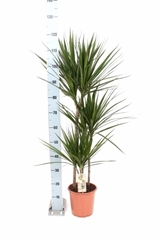 Dracaena 21Ø 125cm