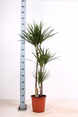 Dracaena 24Ø 145cm