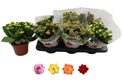 Kalanchoe Double Rosaline Mix 15Ø 27cm