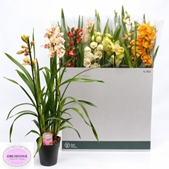 Cymbidium Mixed 14Ø 85cm 2st