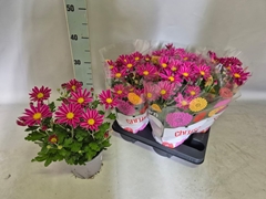 Chrysanth Zumba Pink & White '25 15Ø 35cm