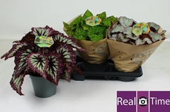 Begonia Leaf Beleaf Mix 17Ø 32cm