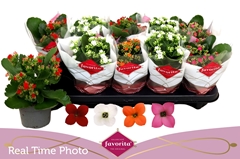 Kalanchoe Single Mix 4 Colours 10Ø 22cm