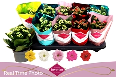 Kalanchoe Double Perfecta Mix 10Ø 22cm