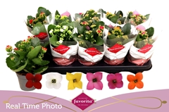 Kalanchoe Single Mix 6 Colours 10Ø 22cm