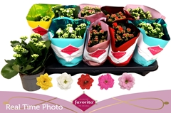 Kalanchoe Double Perfecta Mix 10Ø 22cm