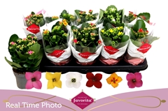 Kalanchoe Single Mix 6 Colours 10Ø 22cm