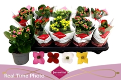 Kalanchoe Single Mix 4 Colours 10Ø 22cm