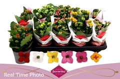 Kalanchoe Single Mix 6 Colours 10Ø 22cm