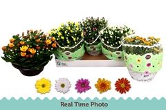 Chrysanth Mix 5 Colours 23Ø 27cm