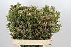 Leucadendron Ayoba Star Pearl 80cm Spray