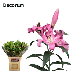Lily Oriental Batavia 100cm 4+