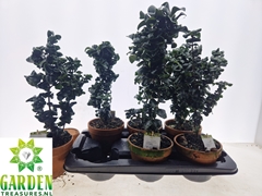 Ligustrum Rotundifolium 15Ø 45cm