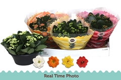Kalanchoe Double Mix 23Ø 25cm