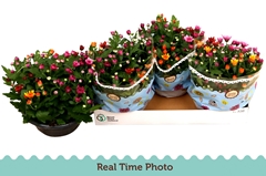 Chrysanth Mount Aubisque Mix 23Ø 27cm