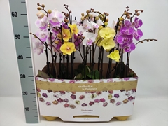 Phalaenopsis Mix 10 Colours 12Ø 60cm 2st