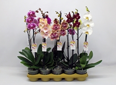 Phalaenopsis Mix 10 Colours 12Ø 60cm 1st