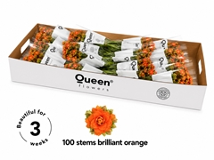 Kalanchoe Brilliant Orange Meadow 40cm