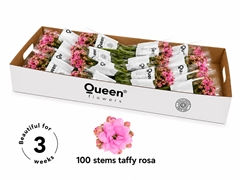 Kalanchoe Taffy Pink Meadow 40cm