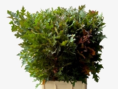 Quercus Palustris 80cm