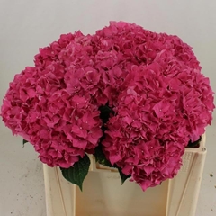 Hydrangea Rodeo Red 50cm 15-17cm Hd