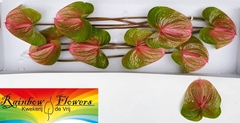 Anthurium Danielle 18cm Hd
