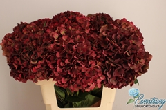 Hydrangea Pink Ruby Classic 60cm 18-20cm Hd