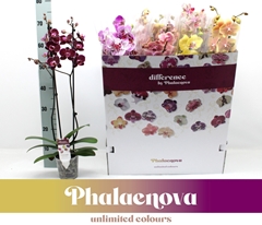 Phalaenopsis Mix 12 Colours 12Ø 65cm 2st