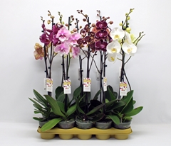 Phalaenopsis Mix 10 Colours 12Ø 65cm 1st