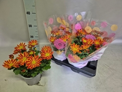 Chrysanth Zumba Red & Gold '25 15Ø 30cm