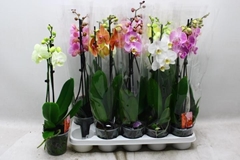 Phalaenopsis Mix 12Ø 50cm 2st