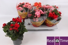 Begonia Double Mix 13Ø 28cm