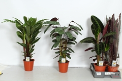 Calathea Mixed 5 Varietys 19Ø 90cm
