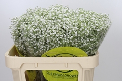 Gypsophila Paniculata Xlence 70cm 30gr.