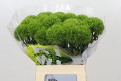 Dianthus Barb Kiwi Mellow 60cm