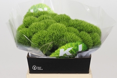 Dianthus Barb Kiwi Mellow 40cm