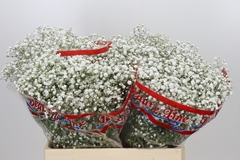 Gypsophila Paniculata Xlence 60cm 10gr.