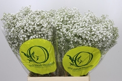 Gypsophila Paniculata Xlence 70cm 15gr.