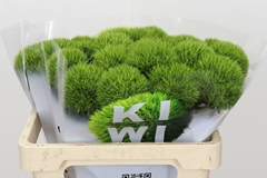 Dianthus Barb Kiwi Mellow 50cm