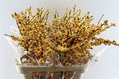 Ilex Magical Citronella 80cm