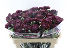 Chrysanth Single Poker 70cm 70gr.